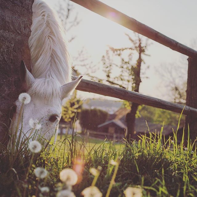 7 tips om je paard op gewicht te houden